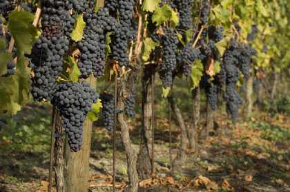 Itinerari-Enogastronomici