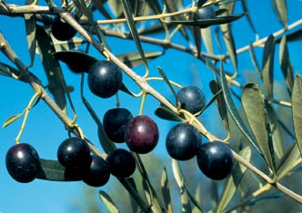 Itinerari-Enogastronomici