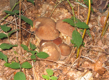 Itinerari-Enogastronomici