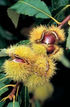 Itinerari-Enogastronomici